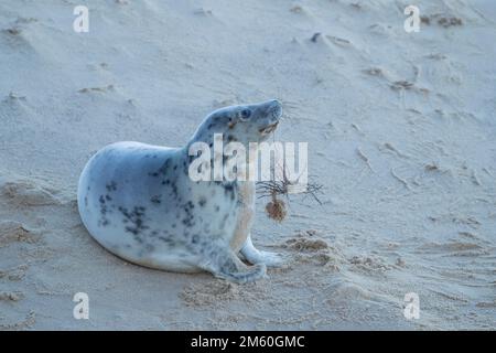 Graue Seehunde (Halichoerus grypus) Jungtiere, die Trümmer spielten und an einem Strand in Norfolk, England, Großbritannien, gefunden wurden Stockfoto