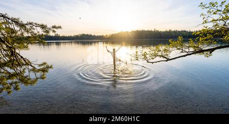 Ein junger Mann streckt sich die Arme in die Luft, badet im See, spritzt Wasser, Fohnsee, Osterseen, nahe Iffeldorf, Bayern, Deutschland Stockfoto