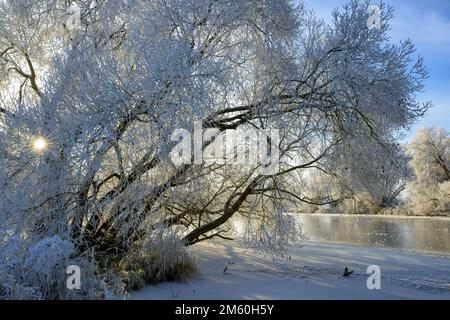 Flusslandschaft mit Heifrost und Eis, Eder, Guxhagen, Hessen, Deutschland, Europa Stockfoto