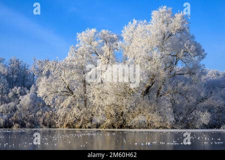 Flusslandschaft mit Heifrost und Eis, Eder, Guxhagen, Hessen, Deutschland Stockfoto