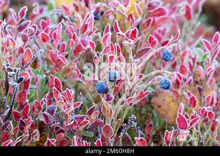 Europäische Blaubeere mit bunten Herbstblättern und Morgenfrost im Salla-Nationalpark in Nordfinnland Stockfoto