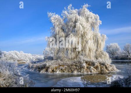 Flusslandschaft mit Heifrost und Eis, Eder, Guxhagen, Hessen, Deutschland Stockfoto