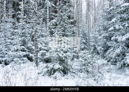 Bewirtschafteter junger Mischwald mit Silberbirke und Stintdorsch an einem Wintertag in Estland, Nordeuropa Stockfoto