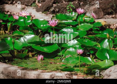Rosa Lotus oder Wasserlilien Stockfoto