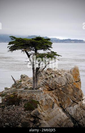 Lone Cypress Tree auf dem 7 Mile Drive. Der 17 Mile Drive ist eine malerische Straße durch Pebble Beach und Pacific Grove auf der Monterey Peninsula im Norden Stockfoto