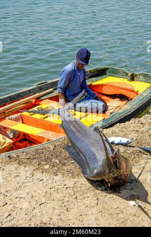 Lokaler Fischer, alter Mann in einem kleinen hölzernen Boot auf dem Meer an der Kai-Mauer mit Blick auf den gefangenen Fisch blauer Marlin (Makaira nigricans), Sal Island Stockfoto