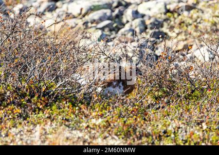 Willow Ptarmigan wandert auf felsigem Boden und füttert an einem Herbsttag im Urho Kekkonen-Nationalpark in Nordfinnland Stockfoto