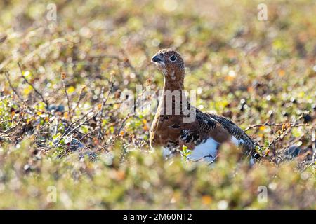 Ein wachsamer Willow-Ptarmigan, der an einem Herbsttag im Urho Kekkonen-Nationalpark in Nordfinnland still auf einem felsigen Boden steht Stockfoto