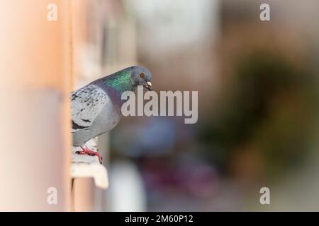 Tauben, die von einem Balkon in der Stadt sprießen Stockfoto