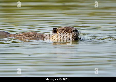 Nutria Schwimmen und Füttern im Morgenlicht Stockfoto