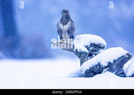 Steppenbussard (Buteo buteo) dunkle Variante, dunkler Morph, auf dem Baum lauert, Frost, Frost, Schnee, Jagdmäuse, Mittlere Elbe Stockfoto