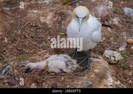 Nördliche Gannet (Morus bassanus), Helgoland Cliff, Helgoland High Seas Island, Nester, tote Küken, Vogelgrippe, Nordsee Stockfoto