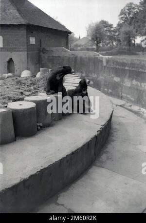 1950er, historisch, zwei himalaya-Bären in ihrem Gehege im Chester Zoo, England, Großbritannien. Der von George Mottershead gegründete Zoo von Chester wurde im Juni 1931 offiziell auf dem Gelände des Oakfield Estate eröffnet, dessen Anwesen von Familienmitgliedern besetzt wurde. Er wurde angeblich von einem Besuch im Belle Vue Zoo in Manchester inspiriert. 1934 wurde der Zoo zu einer wohltätigen Bildungseinrichtung, der North of England Zoological Society. Stockfoto