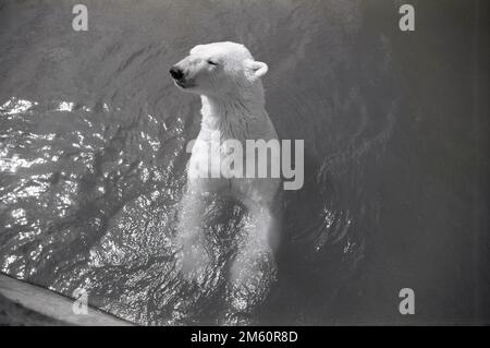 1950er, historisch, ein Eisbär im Wasser seines Gehäuses im Chester Zoo, England, Großbritannien. Der Zoo wurde von George Mottershead gegründet und wurde im Juni 1931 offiziell auf dem Gelände des Oakfield Estate eröffnet, das von Familienmitgliedern besetzt ist. Der erste Eisbär (Punch) des Zoos kam 1934 zusammen mit anderen Tieren, Schimpansen und einem Genet, einer afrikanischen Katze, und in diesem Jahr wurde der Zoo zu einer wohltätigen Bildungseinrichtung, der North of England Zoological Society. Die Eisbären blieben bis in die frühen 1990er Jahre im Zoo. Stockfoto