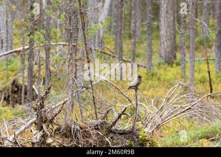 Weitwinkelaufnahme des neugierigen sibirischen jay hoch oben auf einem Zweig in einem alten Nadelwald im Oulanka-Nationalpark in Nordfinnland Stockfoto