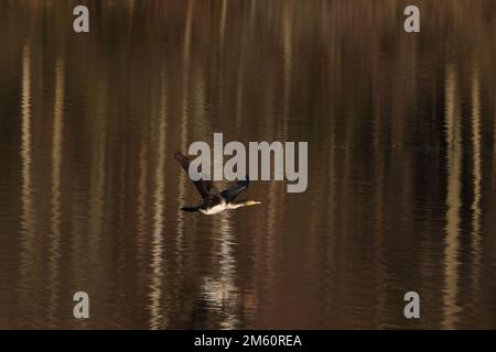 Goosander und fliegender Kormoran Stockfoto