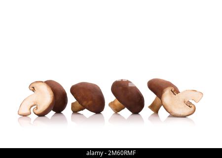 Shiitake-Pilze auf dem weißen Hintergrund isoliert. Stockfoto