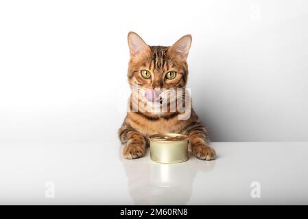 Goldene bengalische Katze mit einer Dose Dosenfutter auf weißem Hintergrund. Stockfoto