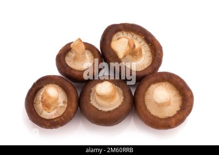 Shiitake-Pilze auf dem weißen Hintergrund isoliert. Stockfoto