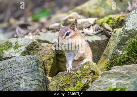 Adorbale Little Eastern Chipmunk (Tamias striatus) überprüft seine Umgebung in der Nähe der Tür zu seinem Haus im Steingarten. Stockfoto