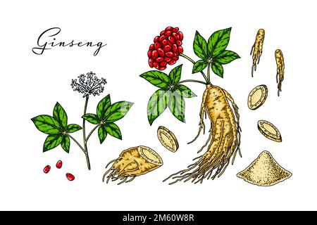 Set von handgezeichneten wilden Ginseng-Wurzel mit Blättern und Beeren isoliert auf weißem Hintergrund. Botanische Vektordarstellung im Skizzenstil für Verpackungen, Stock Vektor