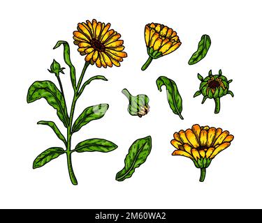 Set von Hand gezeichneten Ringelblumen blühenden Pflanzen isoliert auf weißem Hintergrund. Vektorgrafik im farbigen Skizzenstil. Botanisches Designelement Stock Vektor
