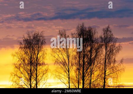 Silhouette aus silbernen Birken während eines farbenfrohen und lebendigen Sonnenuntergangs an einem späten Herbstabend in Estland, Nordeuropa Stockfoto