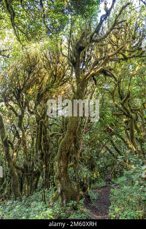 Wald im Nationalpark Garajonay, UNESCO Welterbe auf der Insel La Gomera, Kanarische Inseln, Spanien | Garajonay Nationalpark Wald auf La Gomera, C. Stockfoto