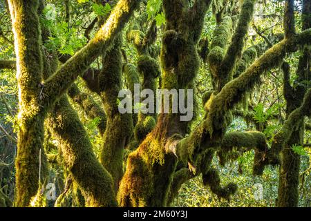 Wald im Nationalpark Garajonay, UNESCO Welterbe auf der Insel La Gomera, Kanarische Inseln, Spanien | Garajonay Nationalpark Wald auf La Gomera, C. Stockfoto