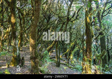 Wald im Nationalpark Garajonay, UNESCO Welterbe auf der Insel La Gomera, Kanarische Inseln, Spanien | Garajonay Nationalpark Wald auf La Gomera, C. Stockfoto