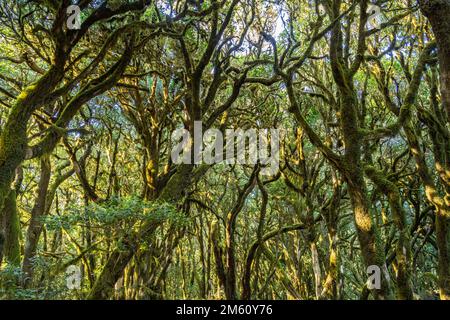 Wald im Nationalpark Garajonay, UNESCO Welterbe auf der Insel La Gomera, Kanarische Inseln, Spanien | Garajonay Nationalpark Wald auf La Gomera, C. Stockfoto