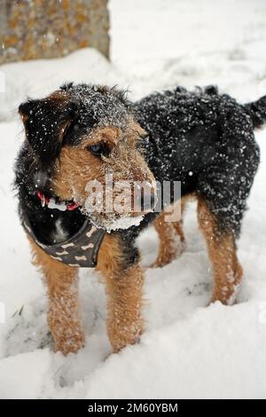 Nahaufnahme eines schwarz-braunen Lakeland Terrier Mit einer schwarzen Jacke mit Knochen im Stehen Schnee mit Schnee auf ihrem Fell und Schnauze Stockfoto