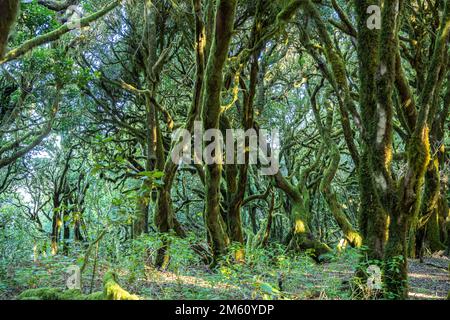 Wald im Nationalpark Garajonay, UNESCO Welterbe auf der Insel La Gomera, Kanarische Inseln, Spanien | Garajonay Nationalpark Wald auf La Gomera, C. Stockfoto