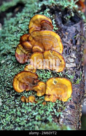 Gelber Pilz und Flechte auf einem gefallenen Ast Stockfoto