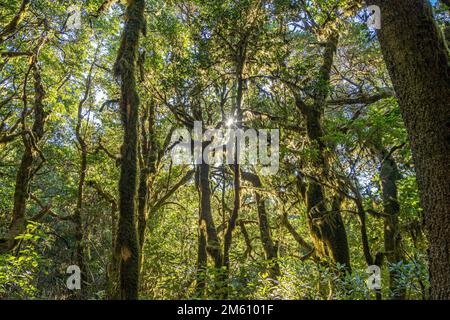 Wald im Nationalpark Garajonay, UNESCO Welterbe auf der Insel La Gomera, Kanarische Inseln, Spanien | Garajonay Nationalpark Wald auf La Gomera, C. Stockfoto