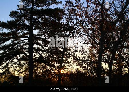Im Herbst bei Eminence, Missouri, USA, strahlt das Licht am frühen Morgen mit Bäumen in Silhouette Stockfoto