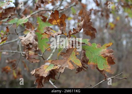 EICHENWÄLDER in den Ozark National Scenic Riverways, Jacks Fork, Missouri, USA Stockfoto