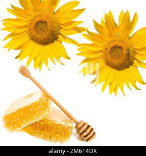 Honigwaben- und Sonnenblumenblumen isoliert auf weißem Hintergrund. Collage. Geben Sie Platz für Text frei. Stockfoto