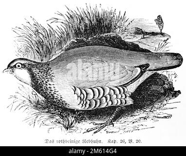 Graue Rebhuhn (Perdix perdix) Bibel, Altes Testament, erstes Buch von Samuel, Kapitel 26, Vers 20, historische Illustration über 1850 Stockfoto