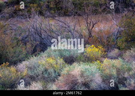 Vielfältige Flora am Colorado River in der Nähe von Moab, Utah Stockfoto