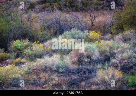 Vielfältige Flora am Colorado River in der Nähe von Moab, Utah Stockfoto