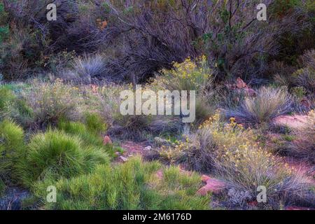 Vielfältige Flora am Colorado River in der Nähe von Moab, Utah Stockfoto