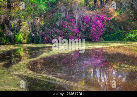 Frühlingsfarben in der Magnolia Plantation and Gardens in Charleston, South Carolina Stockfoto