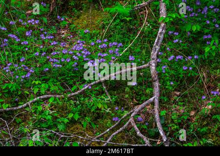 Wildes blaues Phlox (Phlox divaricata), das am Little Pigeon River im Great Smoky Mountains-Nationalpark in Tennessee wächst Stockfoto