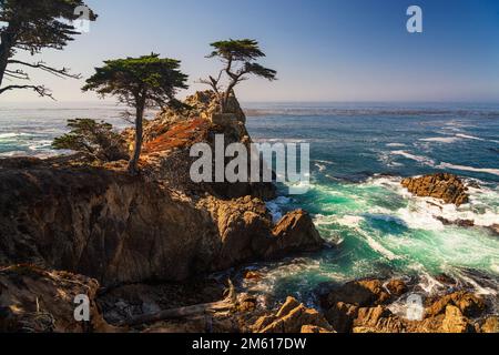 Die berühmte Lone Cypress am 17 Mile Drive in der Nähe von Monterey und Carmel, Kalifornien Stockfoto