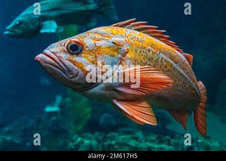 Ein farbenfroher Rockfish im Monterey Bay Aquarium in Monterey, Kalifornien Stockfoto