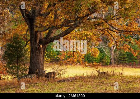 Im Herbst erholen sich Hirsche unter einer großen Eiche im Cades Cove-Abschnitt des Great Smoky Mountains-Nationalparks in Tennessee Stockfoto