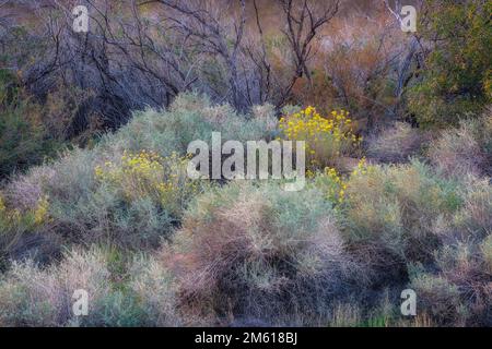 Vielfältige Flora am Colorado River in der Nähe von Moab, Utah Stockfoto