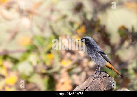 Der schwarze Rottanz (Phoenicurus ochruros) ist ein kleiner Singvogel Stockfoto