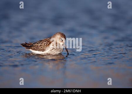 Dunlin Calidris alpina füttert sich im Herbst an der tidalen, flachen Nordnorfolkküste Stockfoto